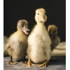 NatureServe 290001 10 Lb Duck Duckling Starter Grower Food Crumble