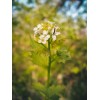 Pure Herbs: Shepherd's Purse - 1 oz.