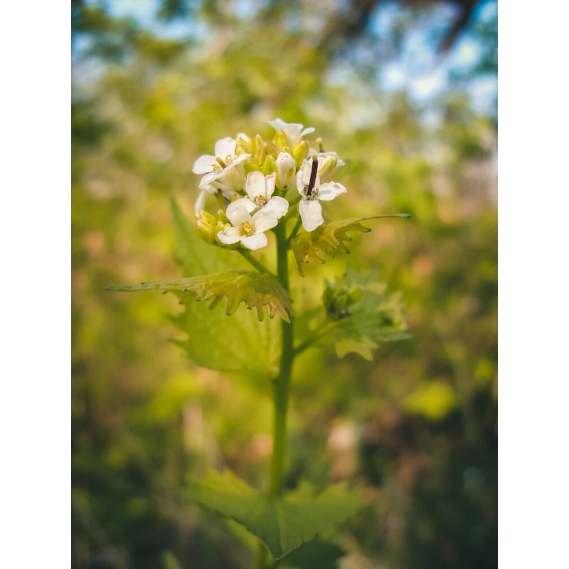 Pure Herbs: Shepherd's Purse - 1 oz.