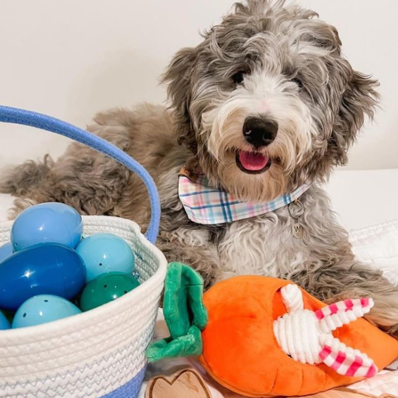 Midlee Hide a Toy Carrot Easter Dog Toy