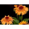 SVI Echinacea 'Supreme Cantaloupe' Flower Seeds, 50 Seeds / Pack,