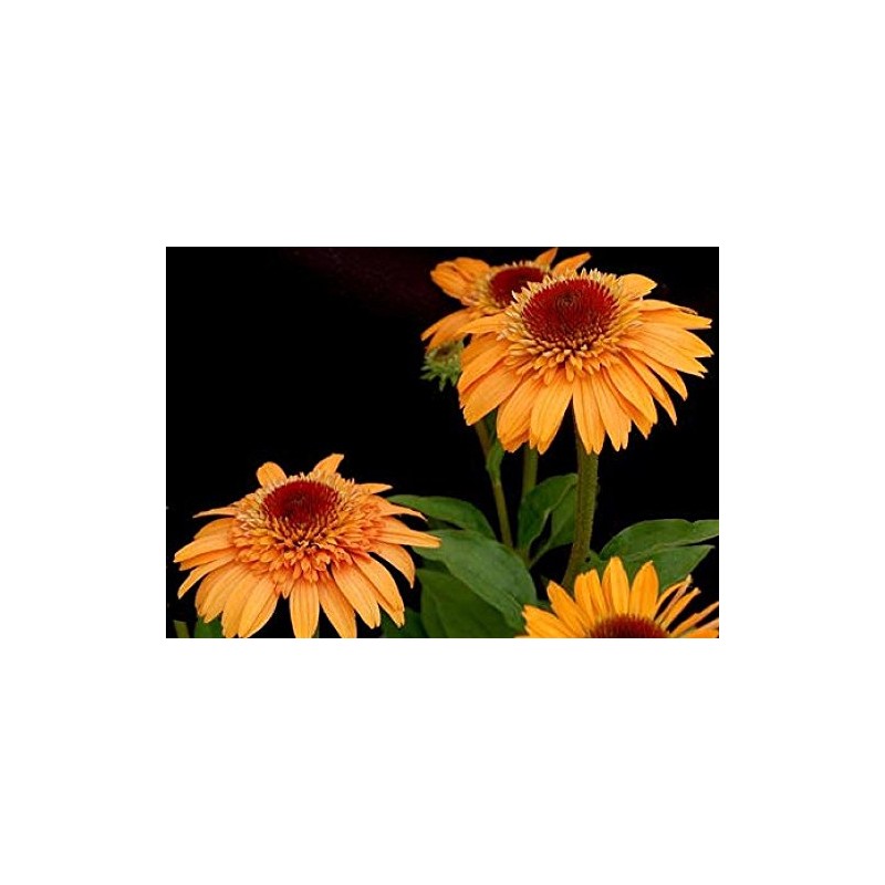 SVI Echinacea 'Supreme Cantaloupe' Flower Seeds, 50 Seeds / Pack,