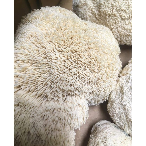 100 Lion's Mane Mushroom Spawn Plugs to Grow Gourmet and