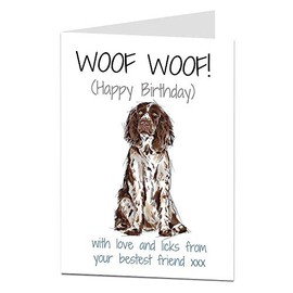 Springer Spaniel Birthday Card