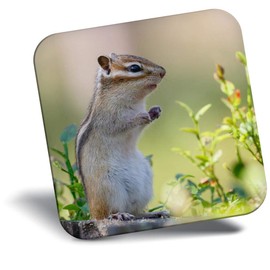 Destination Vinyl ltd Fridge Magnet - Cute Chipmunk Rodent Animal for Office, Cabinet and Whiteboard, Magnetic Stickers, 44769