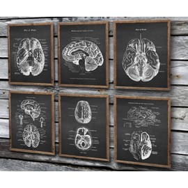 Gnosis Picture Archive Neuroscience Art set of 6 unframed Prints of Human Brain Anatomy