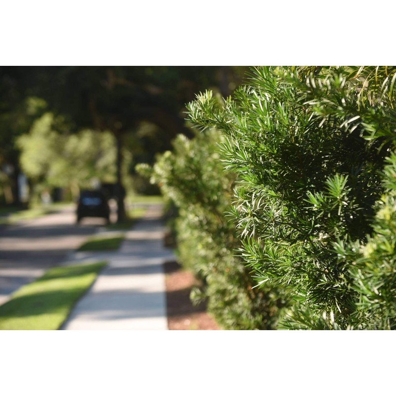 Dwarf Podocarpus Macrophyllus Pringles - 10 Live Plants - Dense