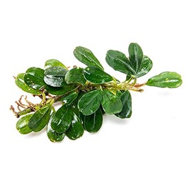 SubstrateSource Bucephalandra Purple Blue Live Aquarium Plant - Natural Freshwater Fish Tank Decorations, Aquatic Decor (Plant (6-10 Leaves))