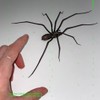 Realistic Simulation Spider Sticker for Fridge Decor Realistic Simulation Spider