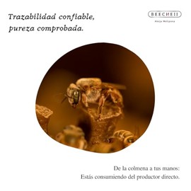 Beecheii Abeja Melipona Primera Extracción Miel Cruda Pura Producto Origen 100 Natural Conservadores Alta Pureza Producido Ética Desde Yucatan Kosher