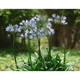 Agapanthus Africanus White | 2 Extra Large 3 Gallon Plants | Vibrant & Hardy Perennial, Lush, Ornamental Plant with Brilliant White Blooms, Ideal for Borders, Containers & Landscape Accents