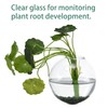 OQUQO 4 pcs Glass Wall Hanging Planter, Oval Terrarium Vase,