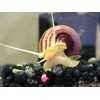 Supreme Freshwater Aquatic Snail Food Mix with Calcium,Bug Sticks,Krill,Spirulina &