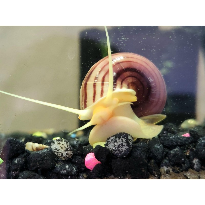 Supreme Freshwater Aquatic Snail Food Mix with Calcium,Bug Sticks,Krill,Spirulina &