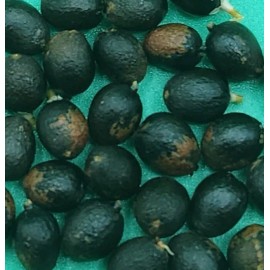 Fresh 50+ MEXICAN FAN PALM TREE SEEDS, WASHINGTON ROBUSTA (012) Freshly Harvested 2023