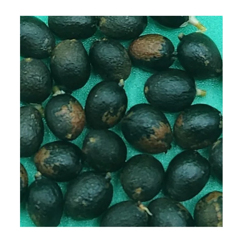 Fresh 50+ MEXICAN FAN PALM TREE SEEDS, WASHINGTON ROBUSTA (012)