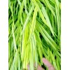 My Seeds 30 AUREOLA JAPANESE FOREST GRASS SEEDS - Hakonechloa