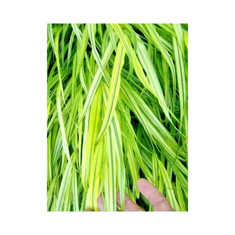 My Seeds 30 AUREOLA JAPANESE FOREST GRASS SEEDS - Hakonechloa