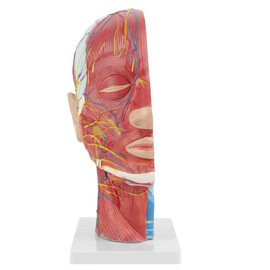 Human Head Superficial Neurovascular Model Brain Neck Section Research Model Medical Anatomical Brain Model for Schools Hospital Physical Health Teaching