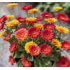 100+ Gerbera Seeds: Mix of Pink, Yellow, More for Long-Lasting