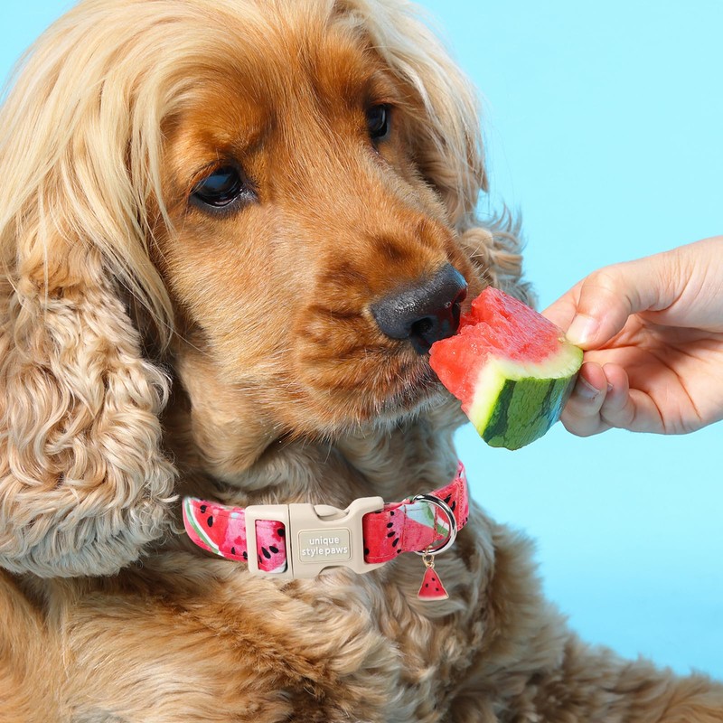 Unique style paws Dog Collar Quick Release Cotton Watermelon Collar