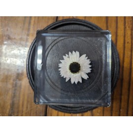 Helipterum Roseum, Rose Paper Daisy Flower , Preserved In Resin, Plant Taxidermy