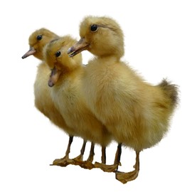 Glacier Wear Taxidermy Duckling- Yellow