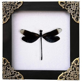 Real Framed Black Dragonfly Damselfly Beetle Dead Dried Shadow Box White Frame Taxidermy Bug Specimen Display Oddity Tabletop Standable Wall Hanging Home Decor K12-85-TR