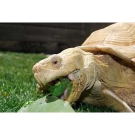 Spineless Nopale Opuntia Cactus Best Tortoise / Turtle Super Food 1+ Lbs