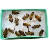 Bees Freshly Dead 30 REAL Honeybees DRIED SPECIMEN INSECT TAXIDERMY