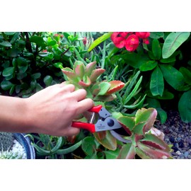 Corona Tools Yard Essentials Pocket Pruner