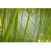 RoyalHouse Natural Bamboo Roll Top Bread Box Kitchen for Countertop