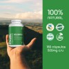 Suplemento Moringa Orgnico 180 Cpsulas De 500 Mg Bulk Superfoods