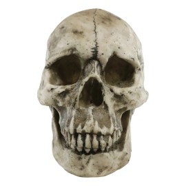 Ebros Large Ossuary Adult Homosapien Skull Decorative Figurine 8.5"L