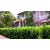 Ligustrum Waxleaf Privet - 10 Live Plants - Evergreen Privacy