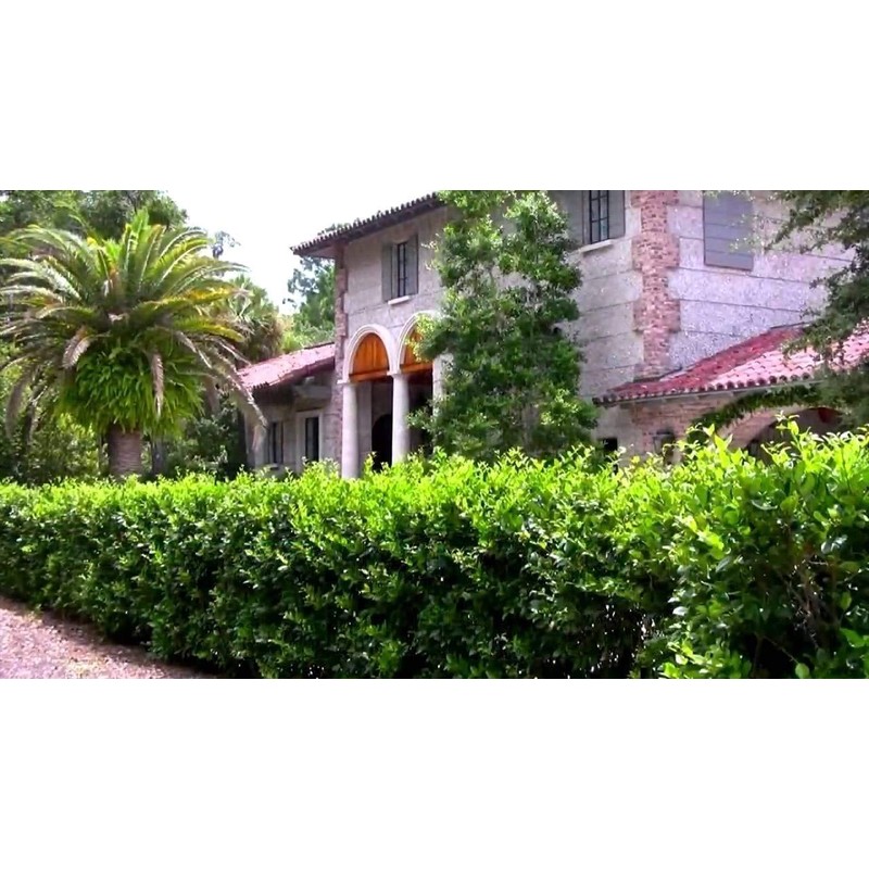 Ligustrum Waxleaf Privet - 10 Live Plants - Evergreen Privacy