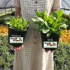 Potassium Polyacrylate – Super Absorbent Water Retaining Crystals for Plants,