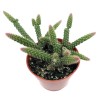 SUCCULENT ADDICTION 4" Rat Tail Live Cactus/Succule