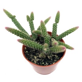 SUCCULENT ADDICTION 4" Rat Tail Live Cactus/Succule