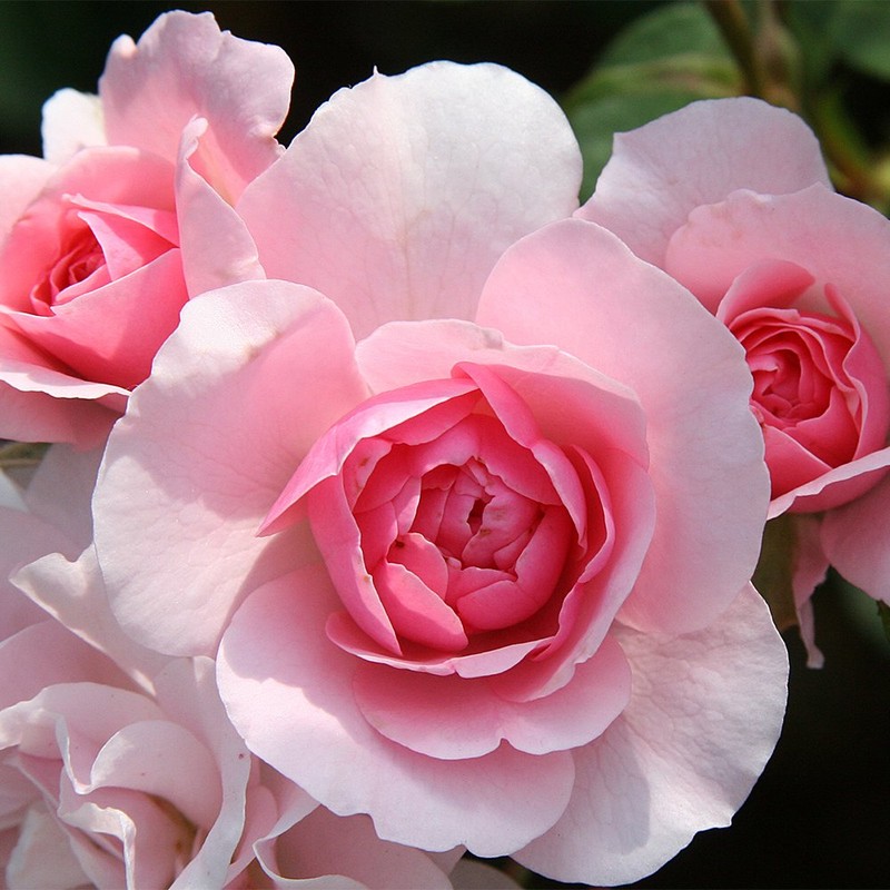 Heirloom Roses Rose Plant - Bonica® Pink Rose Bush, Landscape