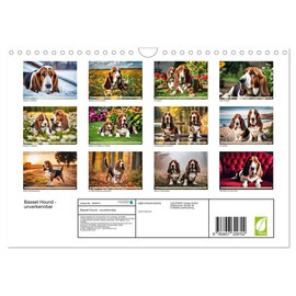 Basset Hound - Unmistakable (Wall Calendar 2026 DIN A4 Landscape), CALVENDO Monthly Calendar