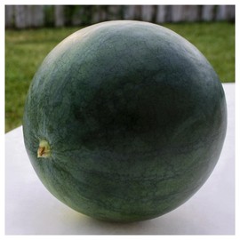 Everwilde Farms - 1 Oz Organic Sugar Baby Watermelon Seeds - Gold Vault Packet