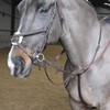 John Whitaker Ready to Ride Martingale Full Size Havana