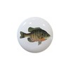 Bluegill KNOB from Realistic Fish Collection DECORATIVE Ceramic Dresser Drawer
