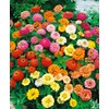SeedsUP - 100+ Seeds Zinnia Elegans Liliput Dwarf Mix -
