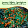 Outsidepride Double Gleam Orange Nasturtium Seeds - 200 Pcs Annual,