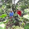 2lb Fair Trade Organic Certified Guatemalan Whole Bean Medium Roast