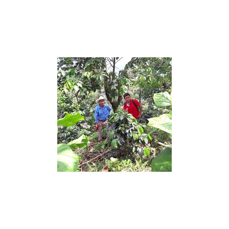 2lb Fair Trade Organic Certified Guatemalan Whole Bean Medium Roast