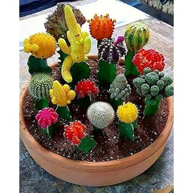 FUN AND GROW SEEDS: Seeds Cactus Variety Mix Perennial Beautiful Flowers