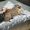 Dog Blankets for Small Medium Dogs Washable, 3 Pack Pet